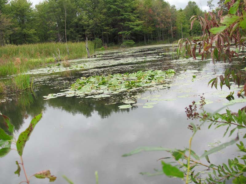 Spatterdock - Water-lily Emergent Wetland